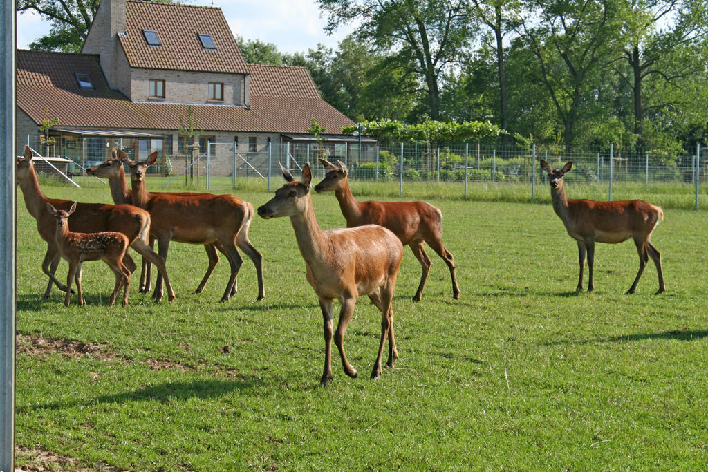 'T Leeg Huys Villa Lo-Reninge Szoba fotó